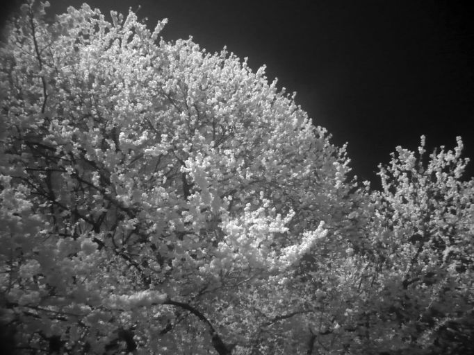 桜の赤外写真
