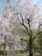 2008年04月05日 多摩川 『立川付近の桜』